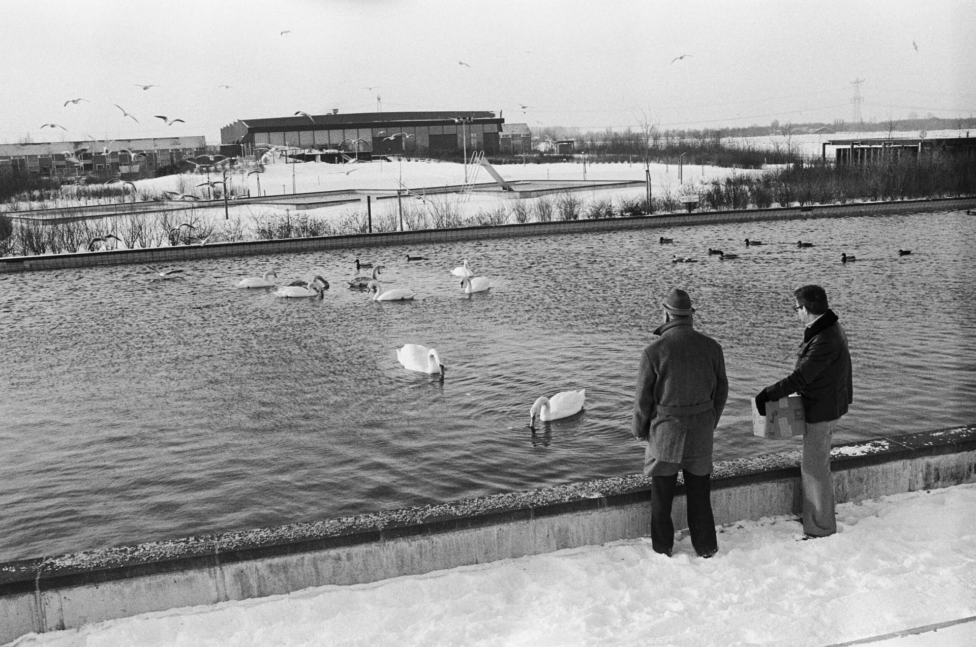 Zwanen voeren in winterse omstandigheden 1978